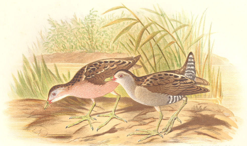 INDIAN GAME BIRDS. Little Crake (Porzana Parva). Chromolithograph. FINN 1915